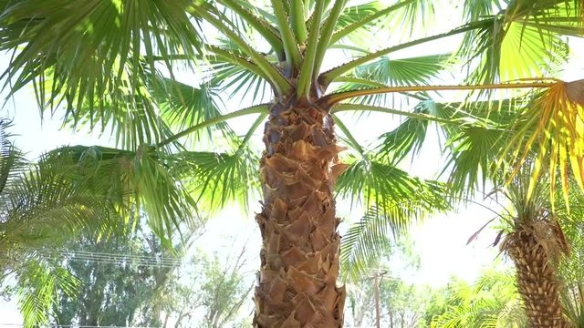Palm tree 4K