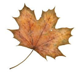 maple leaf