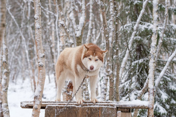 Siberian Husky Dog
