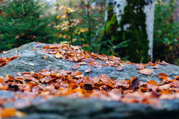 golden leaves on a rock in the woods
