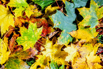 Autumn background. yellow and red maple foliage on autumnal Park. Autumn trees and leaves.