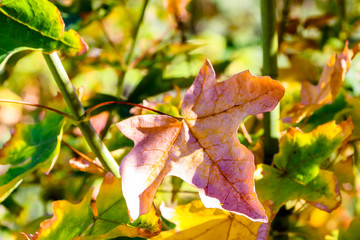 Close up View of Fall Colorful Leaves