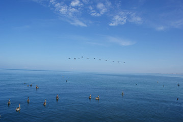 Blue Ocean and Pelicans