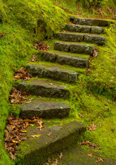 Green Landscape