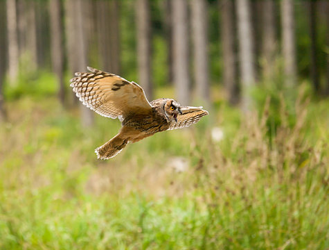 Asio otus -  Long-eared owl flying with screaming in forest