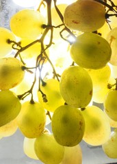 Bunch of green grapes. Ripe fruit up to the light.