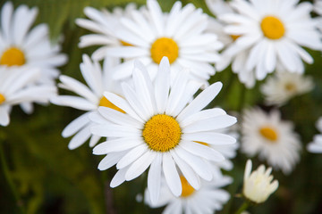 Fototapeta premium White camomiles.