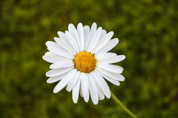Fototapeta premium White camomile.