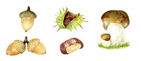 Chestnuts and acorns watercolor clip art, season illustration, fall , autumn, hand painted  