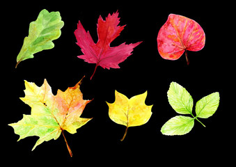 Autumn watercolor clip art, yellow leaves, mushrooms,  acorns, chestnut, yellow, red, fallen leaves, fall watercolor collection, seasonal holidays