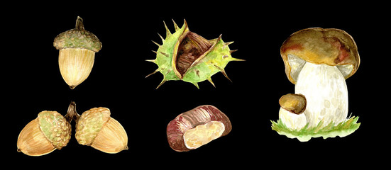 Chestnuts and acorns watercolor clip art, season illustration, fall , autumn, hand painted  