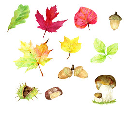 Autumn watercolor clip art, yellow leaves, mushrooms,  acorns, chestnut, yellow, red, fallen leaves, fall watercolor collection, seasonal holidays