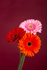 Red  orange pink gerbera flowers