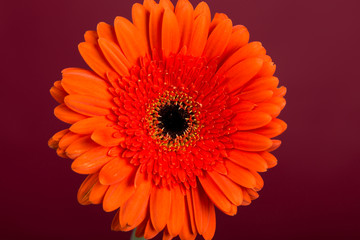 Red  orange gerbera flower