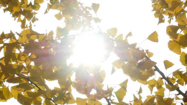 Sunbeam of ginko tree with sunshine