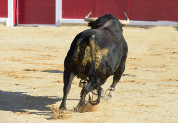 toro