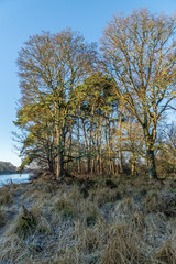 Beech and pine trees beside the River Dee.