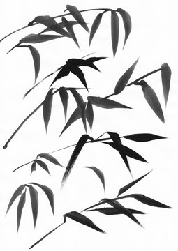 Watercolor painting of bamboo leaves. Black ink on white paper study.