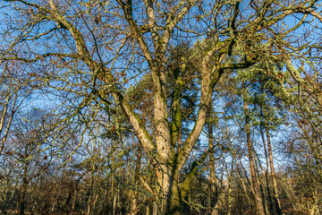 English oak tree in warm winter sunlight.