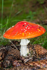 Amanita muscaria