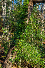 Fototapeta premium Thick ivy grows up a tree trunk.