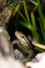 Lizard Reptile Podarcis Siculus