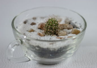 Tiny cactus in a glass pot