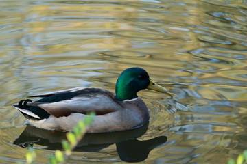 Ente auf dem Teich