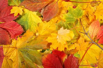 Naklejka na ściany i meble Nature - Autumn leaf background
