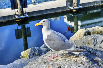 Western Seagulsl Granville Island Vancouver British Columbia Canada