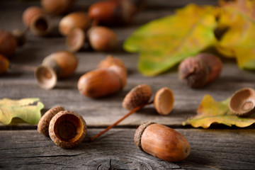 autumn still life in sunlight on a wooden background, acorns, oak fruits, oak leaves on wooden background
