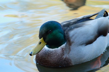 Ente auf dem Teich