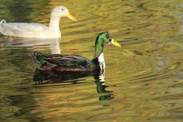 Ente auf dem Teich