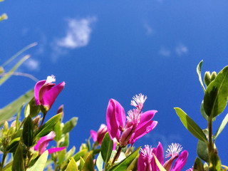 Fototapeta na wymiar Purple Flowers Against Blue Sky