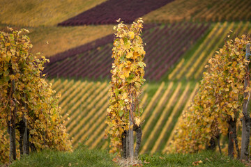 Rebstöcke im Herbst