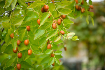 green fruits of Ziziphus jujuba on a tree