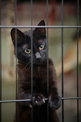 Black cat sits in a cage.