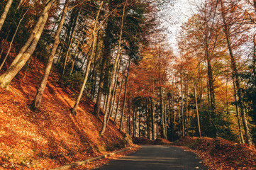 Amazing view with colorful autumn forest with asphalt mountain road at sunset