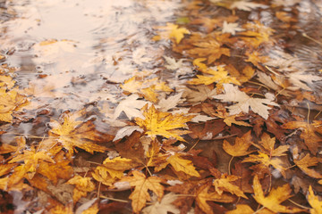 Maple leaves in water