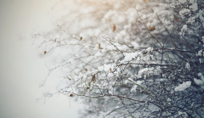 Snow-covered bushes in the winter in cloudy weather.