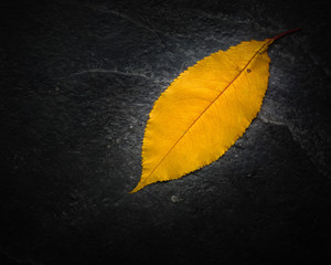 Yellow lonely leaf on a black slate background. A lot of empty space for text.