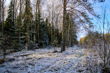 Fototapeta na wymiar The first snow in the forest. October. European part of Russia.
