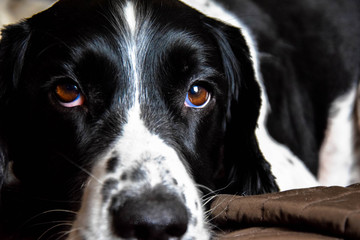 dog