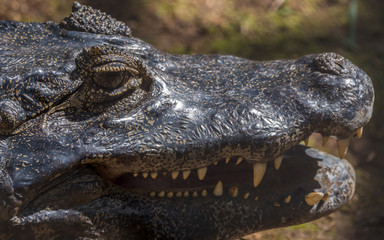 Crocodile in Mauritius