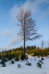 03.12.2016 Sokolec Gory Sowie fot. Marek Durajczyk © Marek Durajczyk