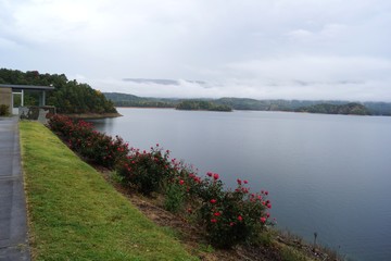 Roses at the lake