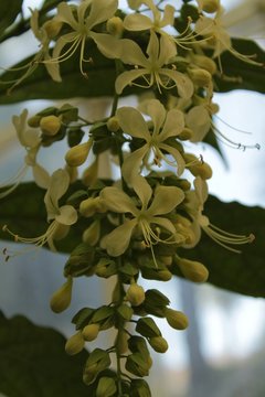 Clerodendrum wallichii flower