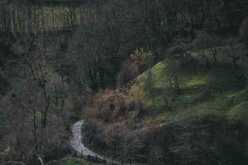 Camino en el medio del bosque