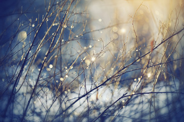 Background with branches with patches of light from sunshine.