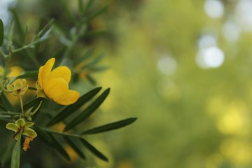 Green vegetation and yellow flowers in the forest
